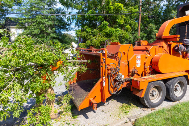 Best Professional Tree Care  in Middleburg, PA